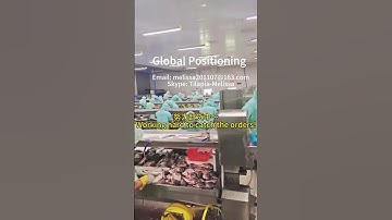 Tilapia fillet processing, exported to Canada and America most!