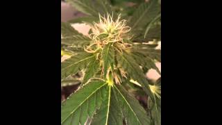 Updates new grow