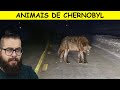 O que ACONTECEU com os animais de Chernobyl?