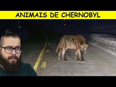 Vídeo: Animais Nas Proximidades De Chernobyl Ficam Cegos Devido à Radiação - Visão Alternativa
