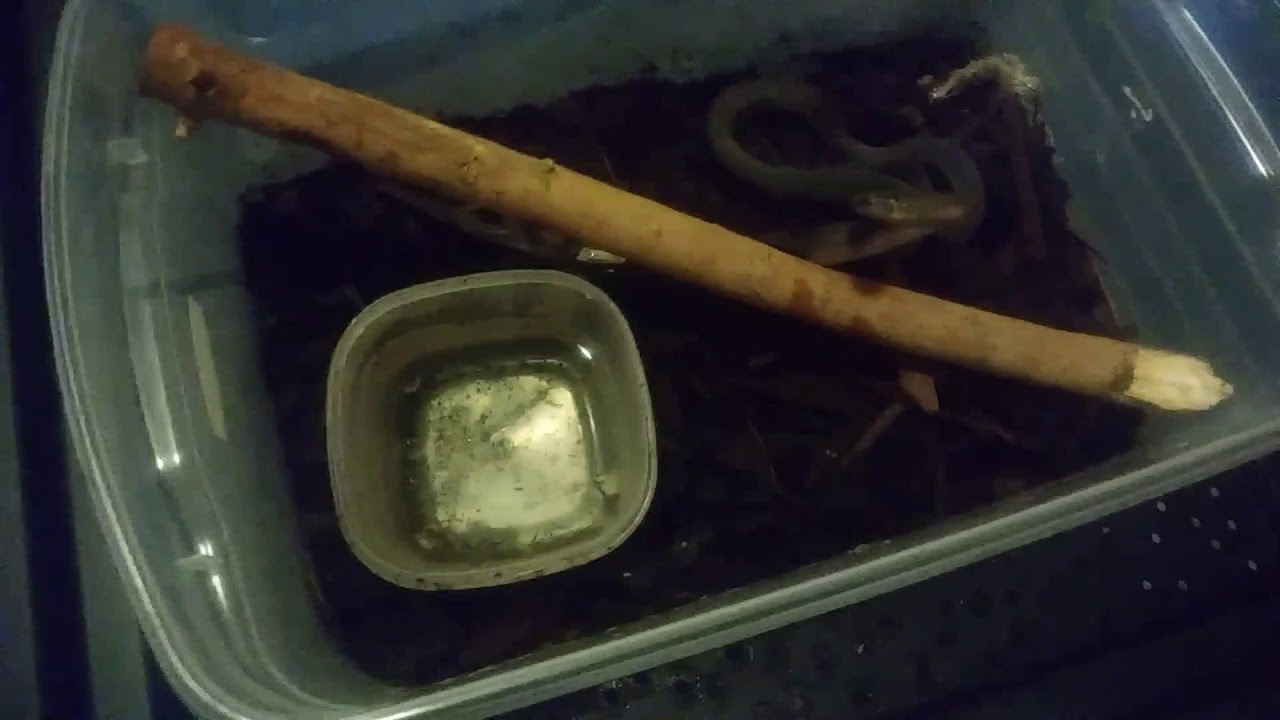 camera iphone 8 plus apk NOVEMBER REPTILE ROOM UPDATE!! New snake at the end of video