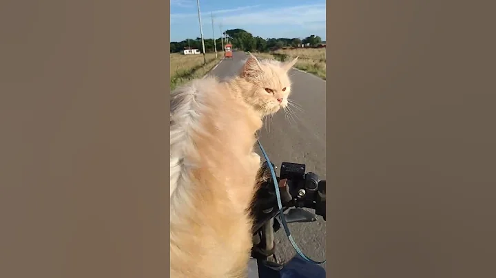 Video 11322681: persian cat bathing, persian cat hair cutting, persian cat hair fall, persian pregnant cat, persian cat home, persian cat riding, cat bike ride