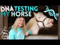 DNA Testing My HORSE! AD | This Esme