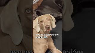 Did you know ?  #weimaraner #puppy  #dog #petshorts #dogshorts #shortvideo #shortvideo