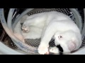 Любви все котики покорны Счастье здесь и сейчас Приют для животных Дари добро Архив видео