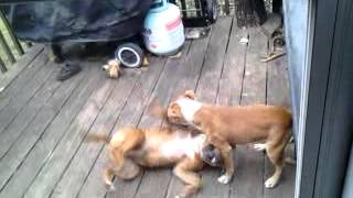 Oviedos Magnus & Molly Playing Ruff Staffordshire Bull Terrier