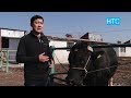 Выставка племенных коров в Чуйской области / 02.03.20 / НТС