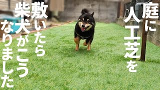 柴犬を無視して作業を続けていたら、柴犬がこんな反応をしました。【ビフォーアフター】【庭リフォーム】【黒柴犬】【shiba inu】【豆柴】