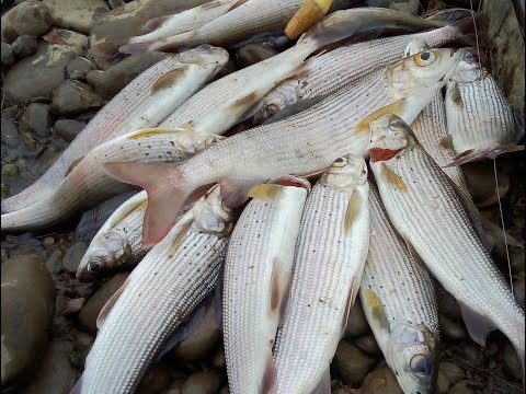 ГДЕ ЛОВИТЬ ХАРИУСА поздней осенью ? Ловля хариуса на поролон и червя . Рыбалка на БИИ .