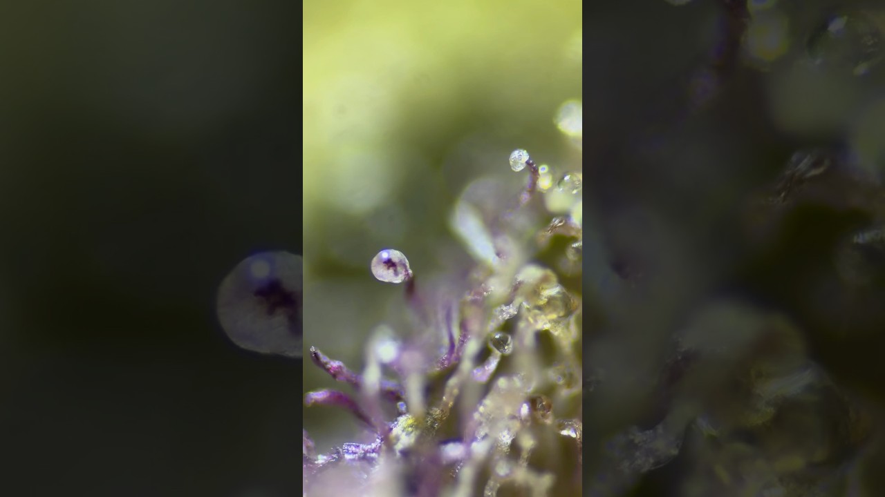 Trichomes of cannabis flower under a microscope 🍃🔬 Trichome microscopy 