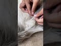 Insects living on puppy hair, #aquarium #puppy #shorts