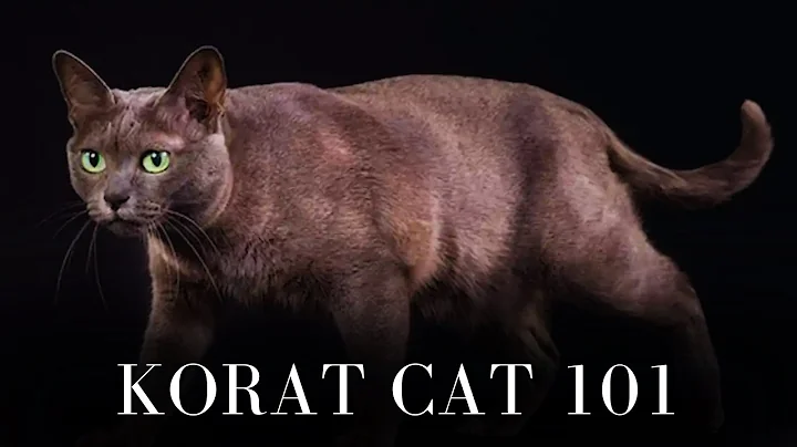 Watch the video about Korat Cat 101 - Everything You Need to Know