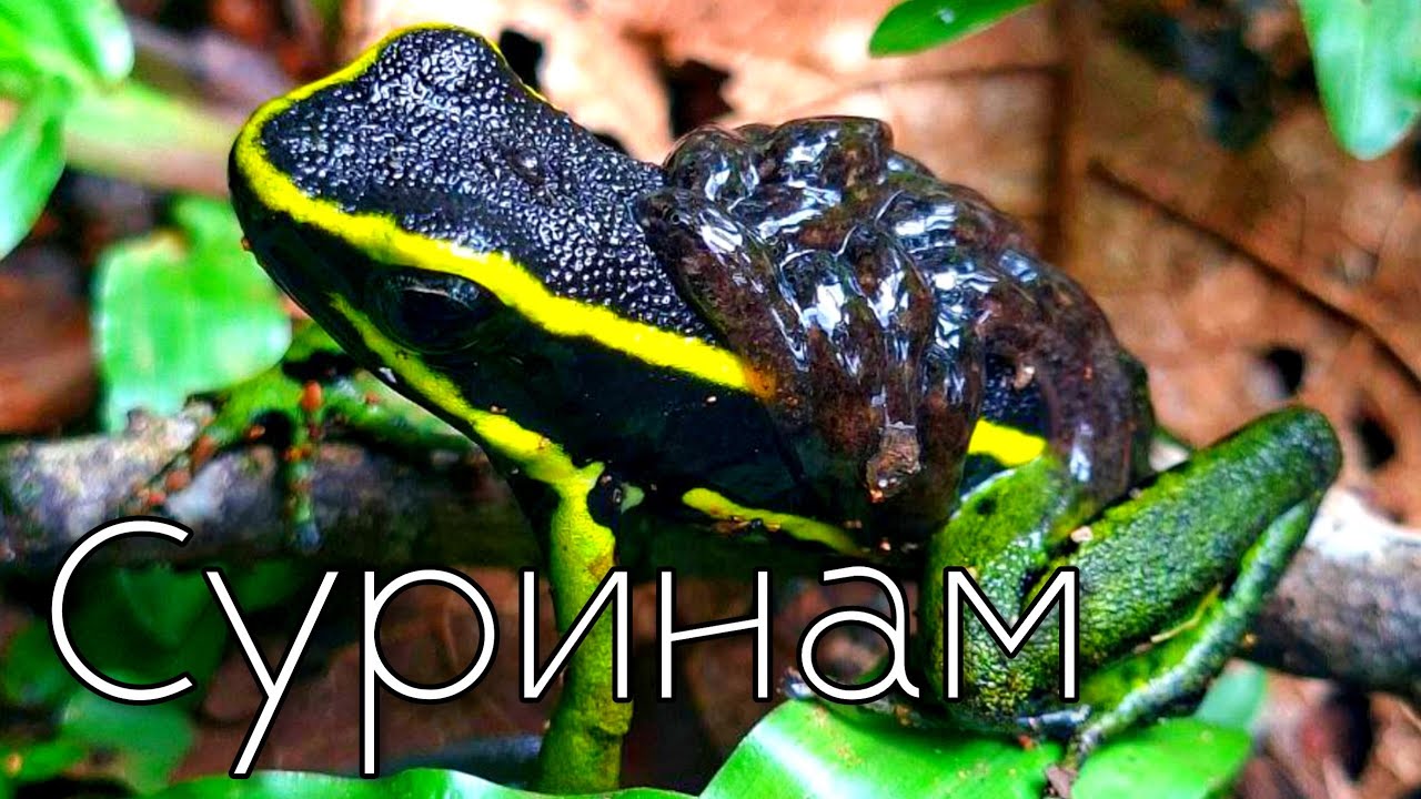 Ядовитый СУРИНАМ