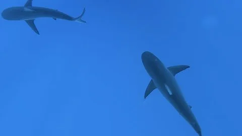 Shark Diving with One Ocean, Oahu June 2021