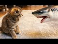 Cat vs an annoying shark