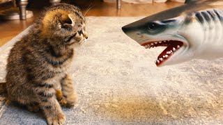 Cat vs an annoying shark by Rory the Cat 433,876 views 4 years ago 2 minutes, 54 seconds