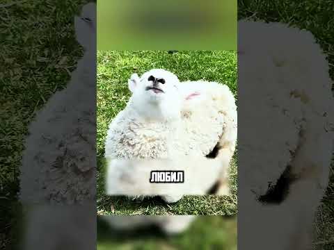 ЯГНЁНОК ЗАСТРАЛ ГОЛОВОЙ В СКАЛЕ😱🥺