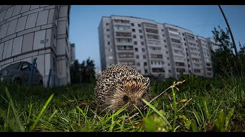 Интересные факты о ежах | НИКОГДА НЕ ДАВАЙТЕ ЕЖАМ МОЛОКО