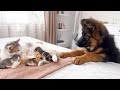 German shepherd puppy meets mom cat with newborn kittens for the first time