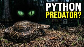 Burmese Pythons Are Vanishing From the Everglades