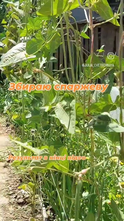 СПАРЖА? - YouTube