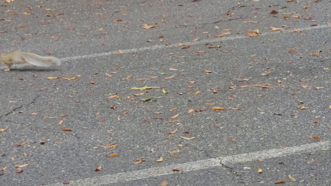 Squirrels in the parking lot YouTube
