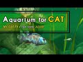 [MY CAT HARP MUSIC + AQUARIUM] 고양이가 좋아하는 음악과 물고기 어항 영상 🐈 중간광고없음  🐟 하프 진정음악
