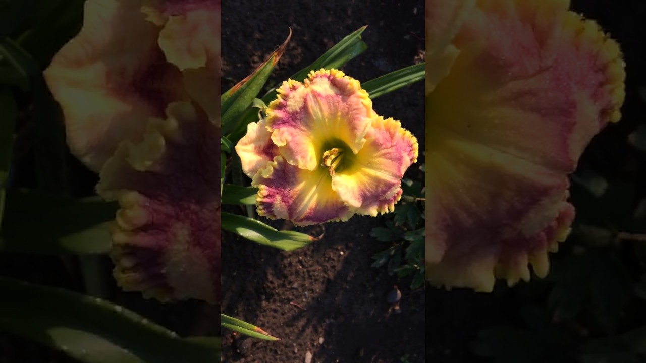 Лилейник XYLOPHONE JAZZ YouTube