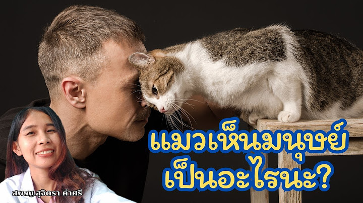 ไขความลับ แมวเห็นมนุษย์เป็นอะไร