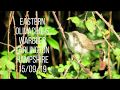 Eastern Olivaceous Warbler Farlington Marshes Hampshire 15 09 19 Eastern Olivaceous Warbler Farlington Marshes Hampshire 15 09 19