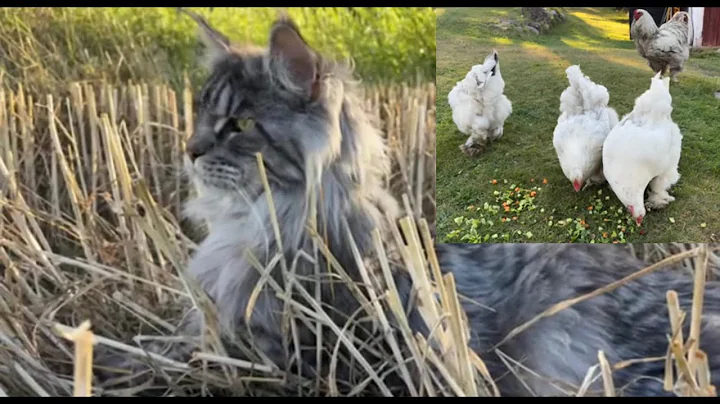 Watch the video about Brock The Maine Coon sänder live!