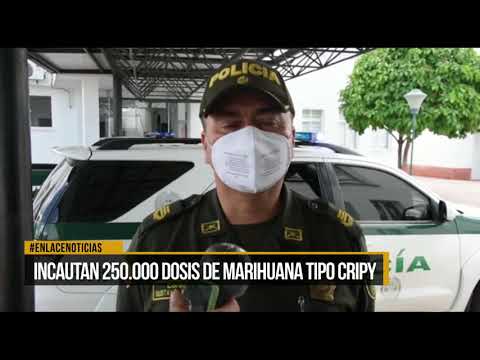 Incautan 250.000 dosis de marihuana tipo cripy