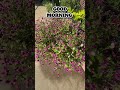 #flowers #sunshine #goodmorning