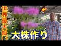 【洋蘭】カトレアの超大株作り講座！130輪の大株を公開します。How to Make the World's Largest Cattleya