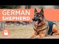 All about the German Shepherd - History, care & training の動画、YouTube動画。