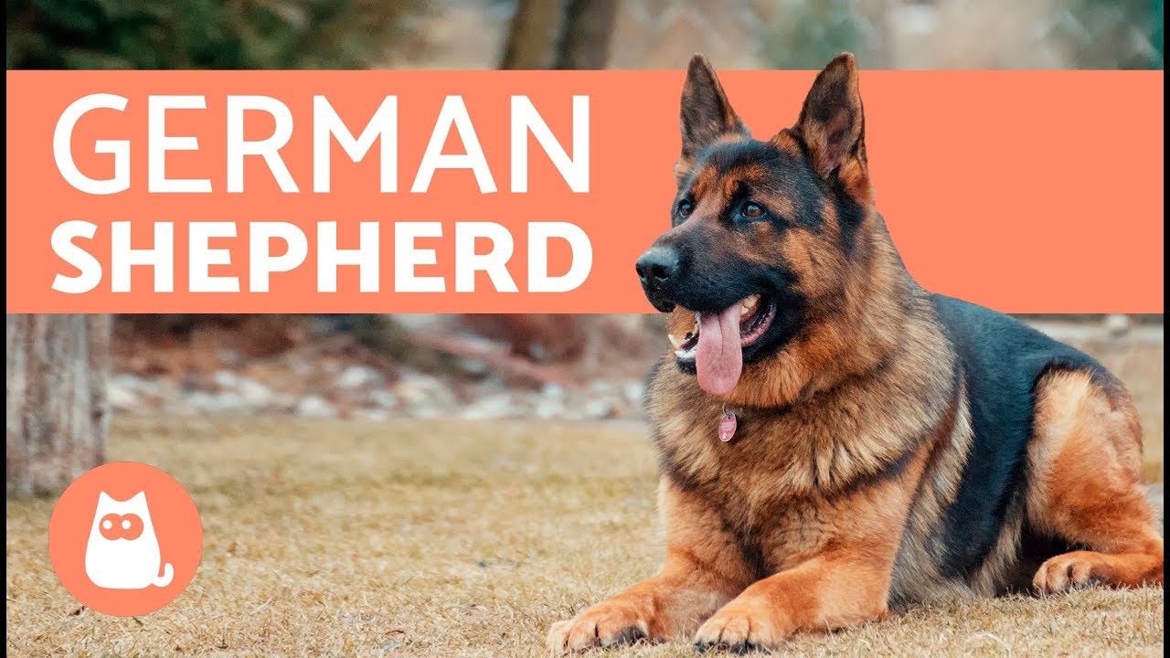 essay on german shepherd dog