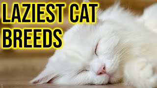 10 Laziest Cat Breeds In The World/All Cats