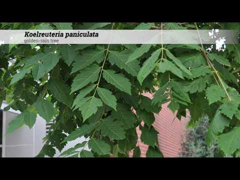 ቪዲዮ: Koelreuteria paniculata ከዘር እንዴት ማደግ ይቻላል?