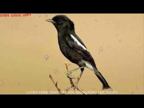 Video LUYỆN CHÒE THAN ĐẤT HÓT GIỌNG RỪNG CỰC HAY - youtube