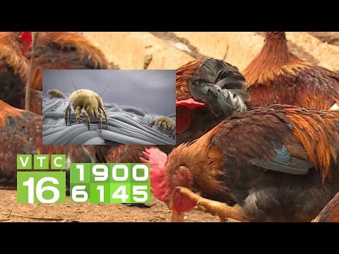 Video Cách xua đuổi mạt cắn gà không cần dùng thuốc | VTC16 - youtube