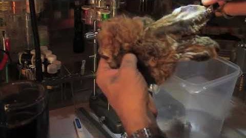 Flytying for Beginners Hare