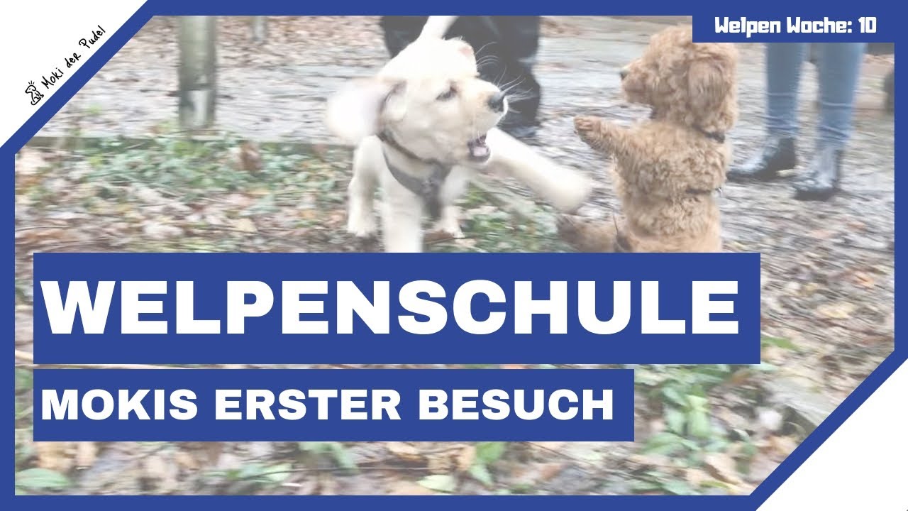 Das erste Mal in der Welpenschule - Mokis der Zwergpudel Welpe - poodle puppy school