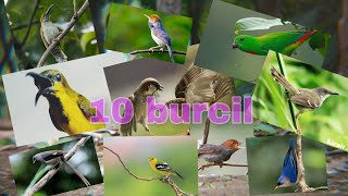 MASTERAN KOMBINASI BURCIL 10 LAGU MATERI ISTIMEWA #masteran #burcil #kicaumania