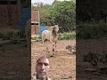 बैल को बांधने के लिए पूरा प्रयास किया गया 🙏🙏