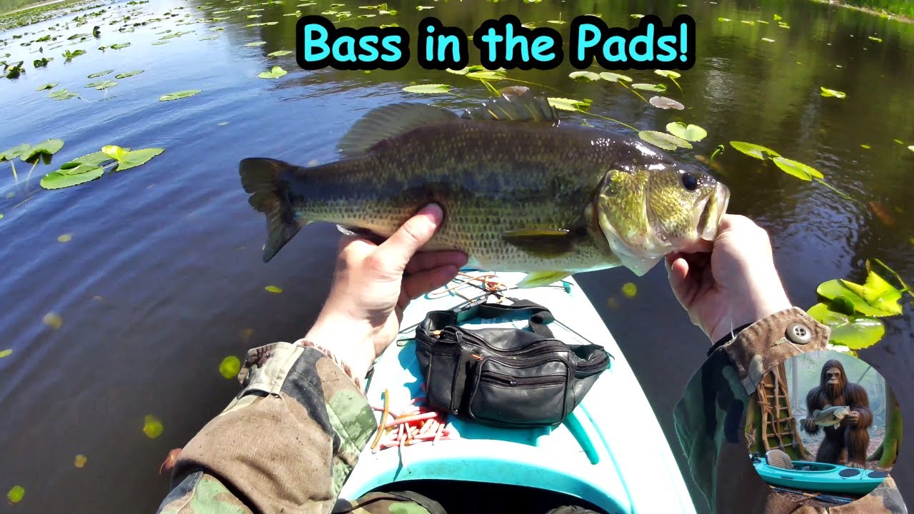 How I fish the pads for bass. Kayak bass fishing.