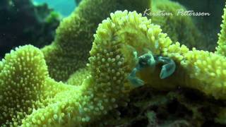wicked diving procelain crab
