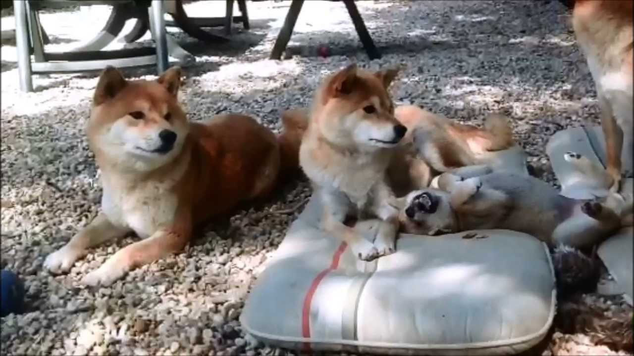 What Shiba Inus Like To Do YouTube