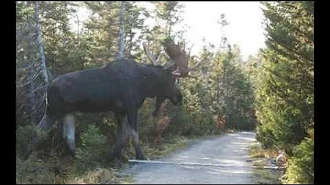 A Giant......Moose?