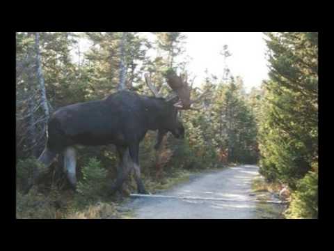 Un petit orignal se bat avec un énorme orignal couché - amusant ! | MooseMan Vidéo Photographie C