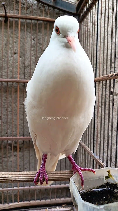SUARA BURUNG PUTER PUTIH ALBINO FULL B!R4HI MENGUKUK #shorts #shortsfeed #shortvideo #short #song